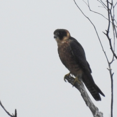 Falco longipennis (Australian Hobby) at Stromlo, ACT - 10 Apr 2022 by HelenCross