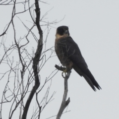 Falco longipennis at Stromlo, ACT - 10 Apr 2022 09:43 AM