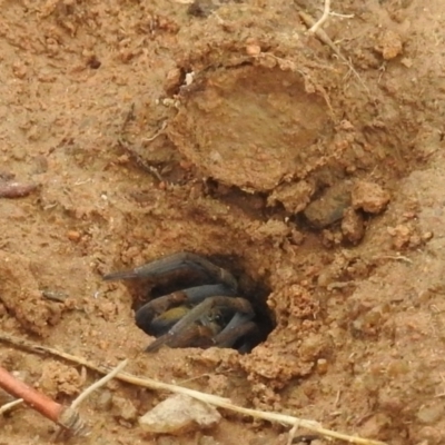 Portacosa cinerea (Grey wolf spider) at Bullen Range - 10 Apr 2022 by HelenCross