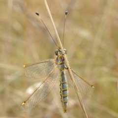 Suhpalacsa sp. (genus) (Owlfly) at Bullen Range - 10 Apr 2022 by HelenCross