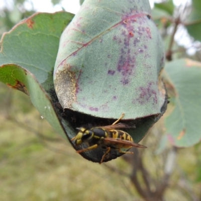 Vespula germanica (German Yellowjacket Wasp (also known as European Wasp)) at Stromlo, ACT - 10 Apr 2022 by HelenCross