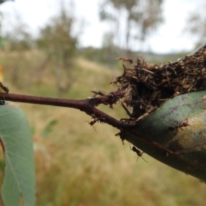 Papyrius sp. (genus) at Stromlo, ACT - suppressed