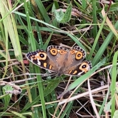 Junonia villida (Meadow Argus) at Paddys River, ACT - 9 Apr 2022 by KMcCue