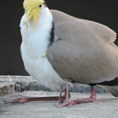 Vanellus miles (Masked Lapwing) at Nelly Bay, QLD - 4 Oct 2014 by TerryS