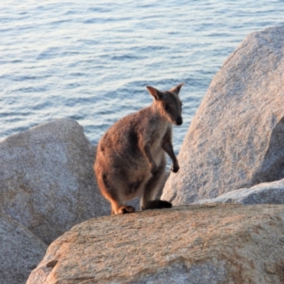 Petrogale assimilis (Allied Rock Wallaby) at Nelly Bay, QLD - 2 Mar 2022 by TerryS