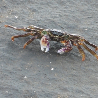 Unverified Crab at Nelly Bay, QLD - 3 Mar 2022 by TerryS