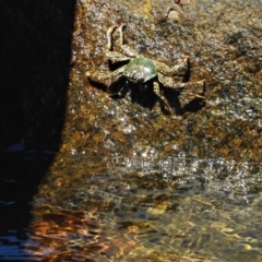 Unidentified Crab at Nelly Bay, QLD - 3 Mar 2022 by TerryS