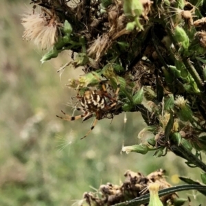 Araneinae (subfamily) at Molonglo Valley, ACT - 10 Apr 2022 10:04 AM