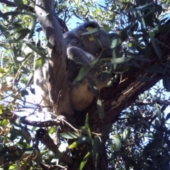 Phascolarctos cinereus (Koala) at Horseshoe Bay, QLD - 1 Jan 2007 by TerryS