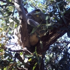 Phascolarctos cinereus (Koala) at Horseshoe Bay, QLD - 31 Dec 2006 by TerryS