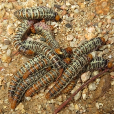 Perginae sp. (subfamily) (Unidentified pergine sawfly) at Coree, ACT - 10 Apr 2022 by Christine