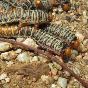 Perginae sp. (subfamily) at Coree, ACT - 10 Apr 2022