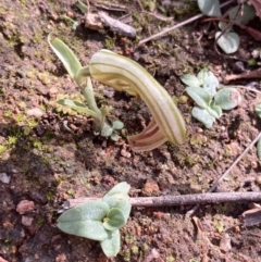 Diplodium truncatum at Fadden, ACT - 10 Apr 2022