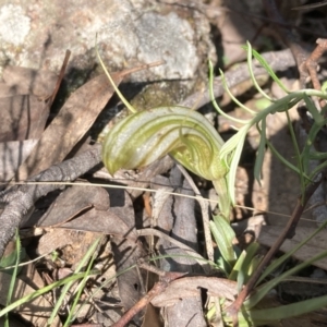 Diplodium truncatum at Fadden, ACT - 10 Apr 2022