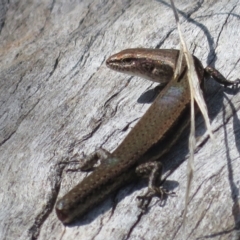 Lampropholis delicata (Delicate Skink) at Holt, ACT - 10 Apr 2022 by Christine