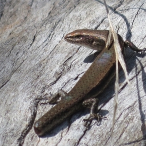 Lampropholis delicata at Holt, ACT - 10 Apr 2022