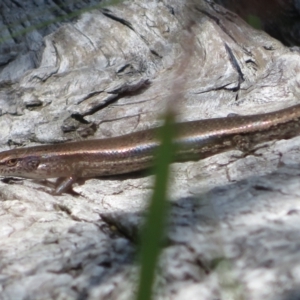 Lampropholis delicata at Holt, ACT - 10 Apr 2022