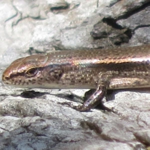 Lampropholis delicata at Holt, ACT - 10 Apr 2022