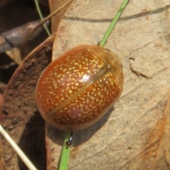 Paropsisterna cloelia (Eucalyptus variegated beetle) at Holt, ACT - 10 Apr 2022 by Christine