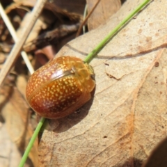 Paropsisterna cloelia at Holt, ACT - 10 Apr 2022