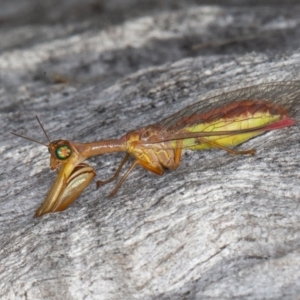 Mantispidae (family) at Jerrabomberra, ACT - 10 Apr 2022