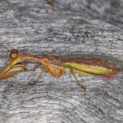 Mantispidae (family) at Jerrabomberra, ACT - 10 Apr 2022