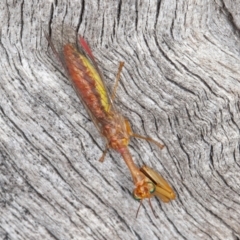 Mantispidae (family) at Jerrabomberra, ACT - 10 Apr 2022