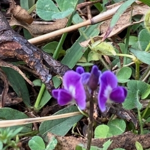 Glycine tabacina at Hughes, ACT - 10 Apr 2022