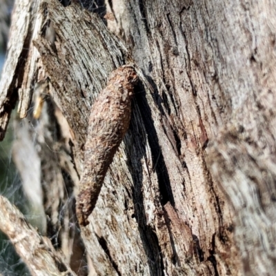 Psychidae (family) IMMATURE (Unidentified case moth or bagworm) at Aranda, ACT - 10 Apr 2022 by KMcCue