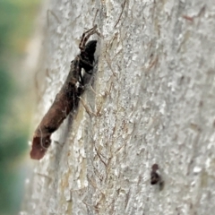 Badumna sp. (genus) at Aranda, ACT - 9 Apr 2022 by KMcCue