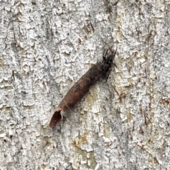 Badumna (genus) at Aranda, ACT - 9 Apr 2022 03:59 PM