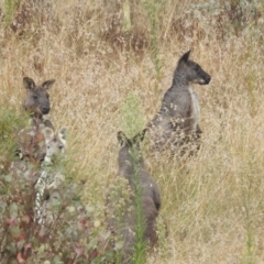 Osphranter robustus robustus (Eastern Wallaroo) at Stromlo, ACT - 10 Apr 2022 by HelenCross