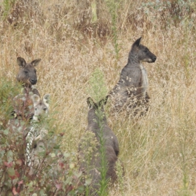 Osphranter robustus robustus (Eastern Wallaroo) at Stromlo, ACT - 10 Apr 2022 by HelenCross