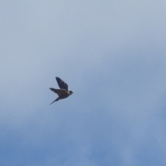 Falco longipennis at Stromlo, ACT - 10 Apr 2022 11:44 AM