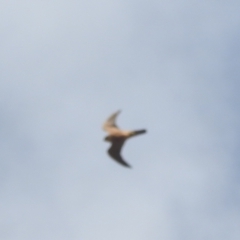 Falco longipennis at Stromlo, ACT - 10 Apr 2022 11:44 AM