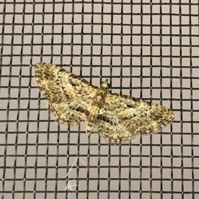 Chloroclystis approximata (Plumed or Cherry Looper) at Aranda, ACT - 10 Apr 2022 by KMcCue