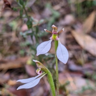 Eriochilus cucullatus (Parson's Bands) at Beechworth, VIC - 9 Apr 2022 by Darcy