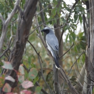 Coracina novaehollandiae at Stromlo, ACT - 10 Apr 2022