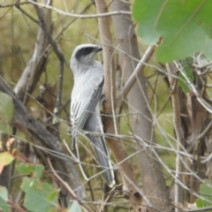 Coracina novaehollandiae at Stromlo, ACT - 10 Apr 2022