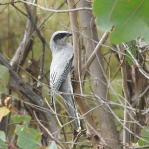 Coracina novaehollandiae at Stromlo, ACT - 10 Apr 2022