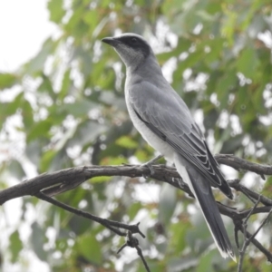 Coracina novaehollandiae at Stromlo, ACT - 10 Apr 2022