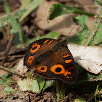 Junonia villida (Meadow Argus) at Campbell Park Woodland - 10 Apr 2022 by DPRees125