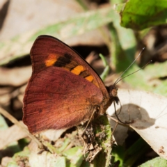 Junonia villida at Pialligo, ACT - 10 Apr 2022