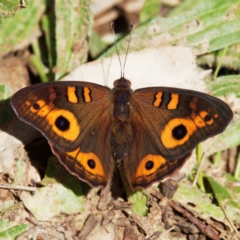 Junonia villida at Pialligo, ACT - 10 Apr 2022