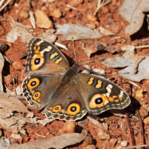 Junonia villida at Pialligo, ACT - 10 Apr 2022