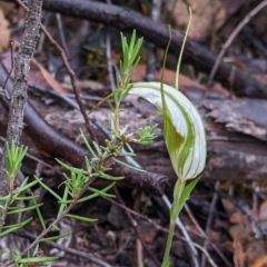 Diplodium ampliatum (Large Autumn Greenhood) at Beechworth, VIC - 9 Apr 2022 by Darcy