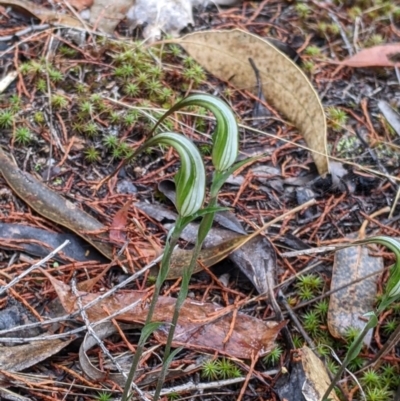 Diplodium ampliatum (Large Autumn Greenhood) at Beechworth, VIC - 9 Apr 2022 by Darcy