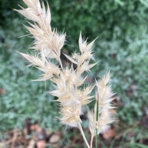 Rytidosperma richardsonii at Campbell, ACT - 6 Jan 2022 11:52 AM