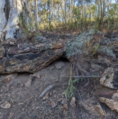 Varanus rosenbergi (Heath or Rosenberg's Monitor) at Campbell, ACT - 23 Apr 2022 by WalterEgo