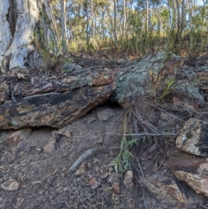 Varanus rosenbergi at Campbell, ACT - 23 Apr 2022